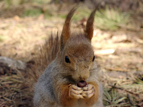 Squirrel with nut — Stock Photo, Image