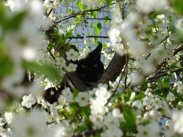 Gatto nero e fiori di ciliegio — Foto Stock