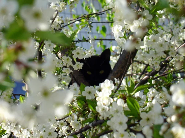 Gato preto e flor de cereja — Fotografia de Stock