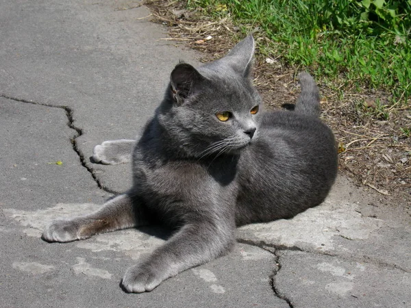 땅에 아름다운 눈을 가진 회색 고양이 — 스톡 사진