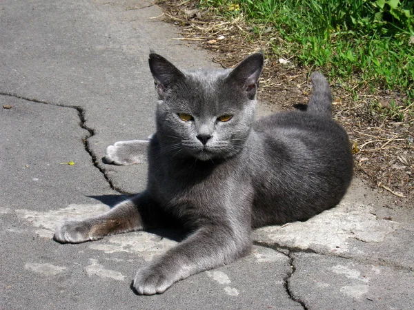 땅에 아름다운 눈을 가진 회색 고양이 — 스톡 사진