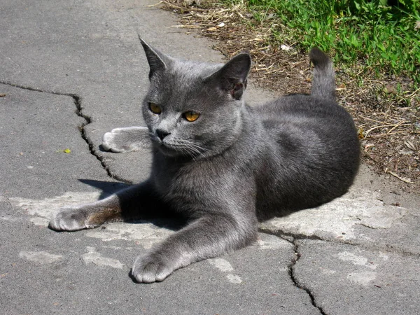 Graue Katze mit schönen Augen auf dem Boden — Stockfoto