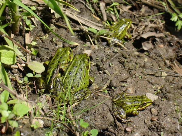 Милые зелёные лягушки — стоковое фото