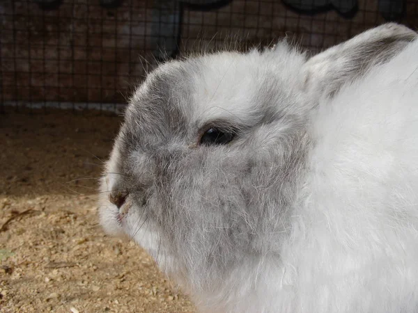 Cute white rabbit — Stock Photo, Image