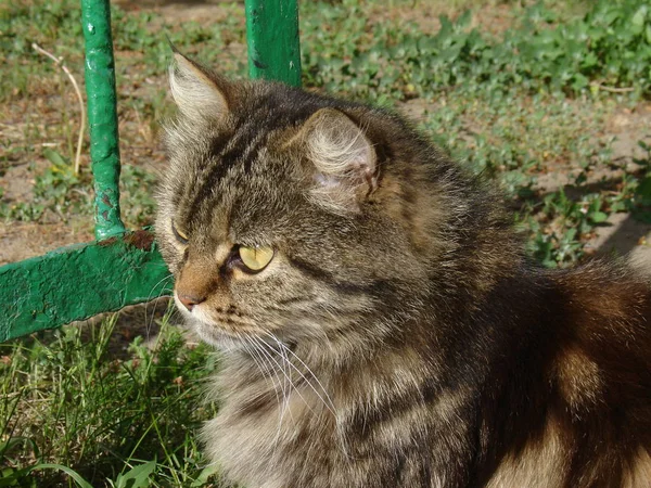 Gato siberiano bonito — Fotografia de Stock