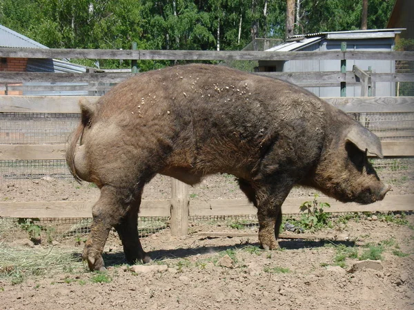 Großes dreckiges Schwein — Stockfoto