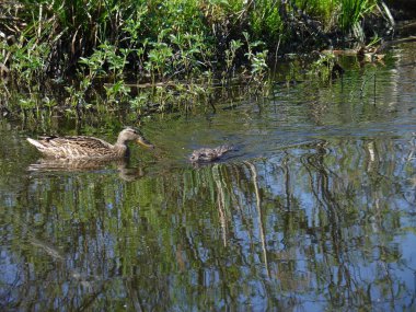 Ördek ve misk sıçanı