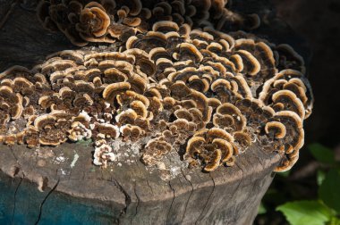 Ağaçta yetişen mantarlar