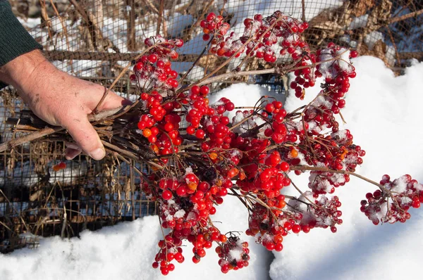 Filialer en rød guelder-rose i en hånd - Stock-foto