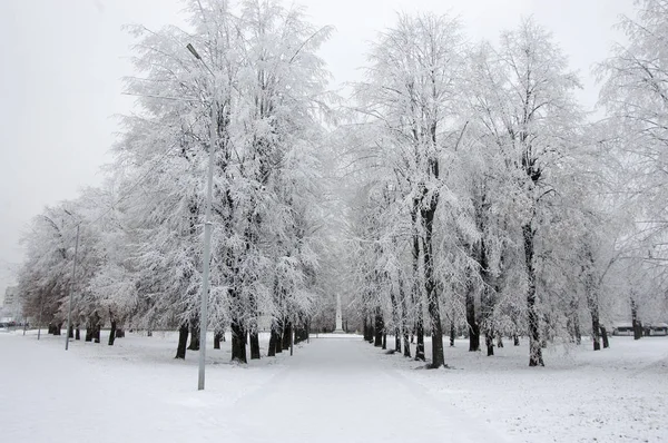 Дерева в снігу — стокове фото