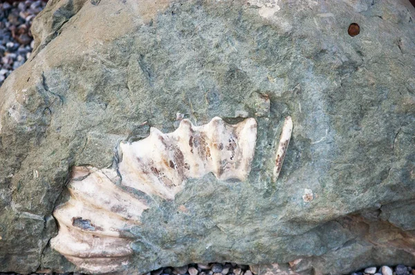 Concha en una piedra — Foto de Stock