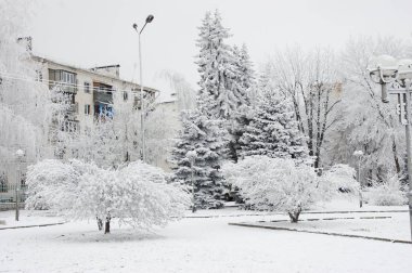 Şehirde karla kaplı ağaçlar