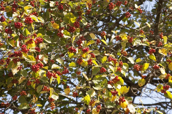 Guelder-rose bessen op een boom — Stockfoto