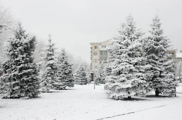 Árboles en la nieve — Foto de Stock