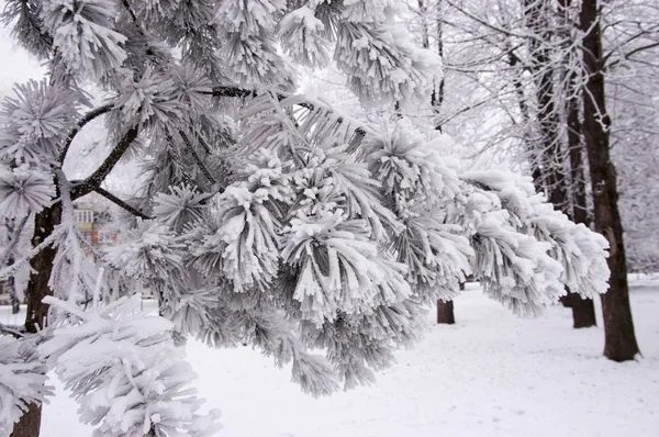 Rama de pino en nieve — Foto de Stock