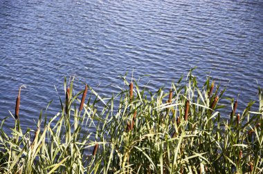 Köpekler su arka planı