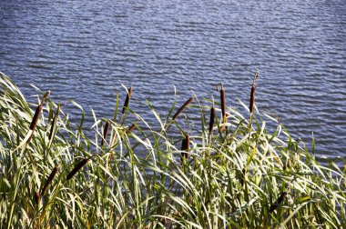 Köpekler su arka planı