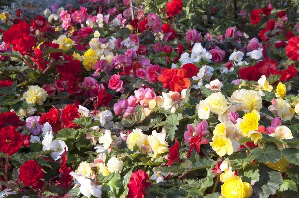 Vermelho, branco, rosa flores brilhantes — Fotografia de Stock