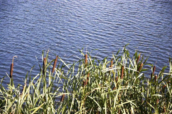 Köpekler su arka planı