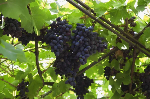 Grandes cachos de uvas — Fotografia de Stock