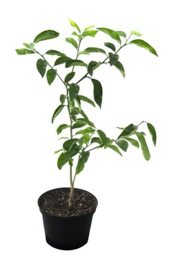 Tenceredeki turunçgil ağacı.