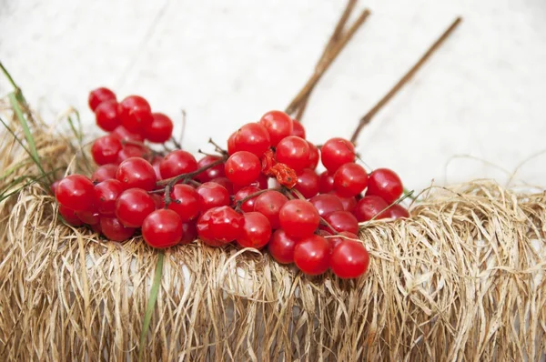 成熟的树枝 guelder 玫瑰 — 图库照片