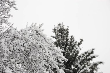 kar ağaçların dalları