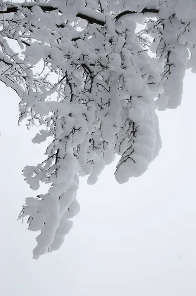 Ramas de árboles en la nieve — Foto de Stock