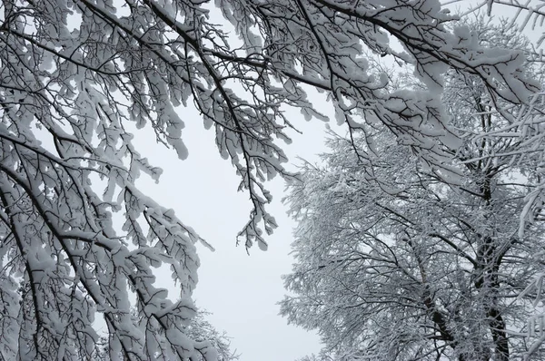 Гілки дерев у снігу — стокове фото