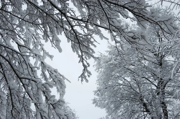 Ramos de árvores na neve — Fotografia de Stock