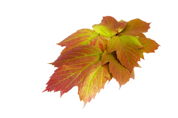 다양 한 색깔의 가을 잎 — 스톡 사진