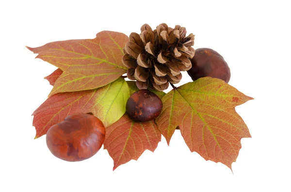 Autumn bumps leaves and chestnut fruits — Stock Photo, Image