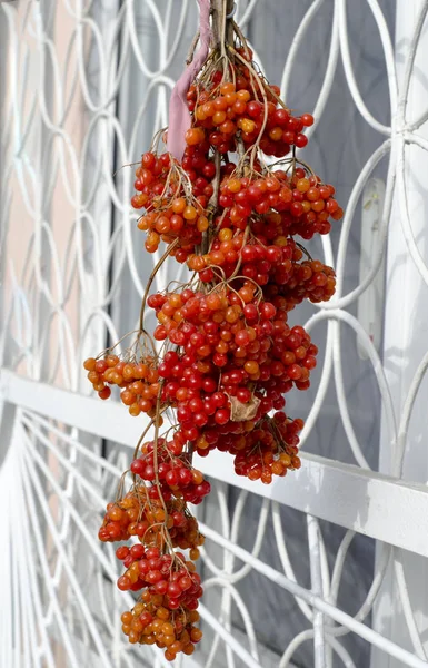 Zweige mit Kalina-Beeren — Stockfoto