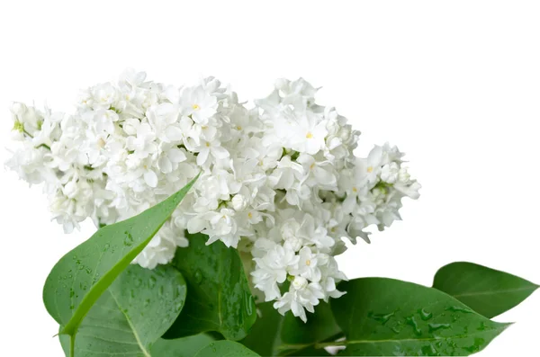 Branche Lilas Blanc Fleurs Isolée Sur Fond Blanc — Photo
