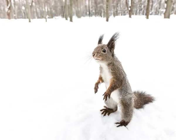 funny squirrel standing in snow looking for quick meal in winter forest