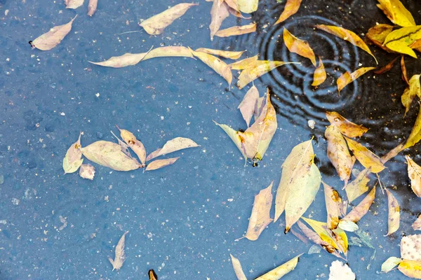 water puddle with colorful fallen autumnal leaves in it