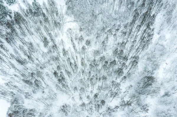 winter forest landscape. aerial top view