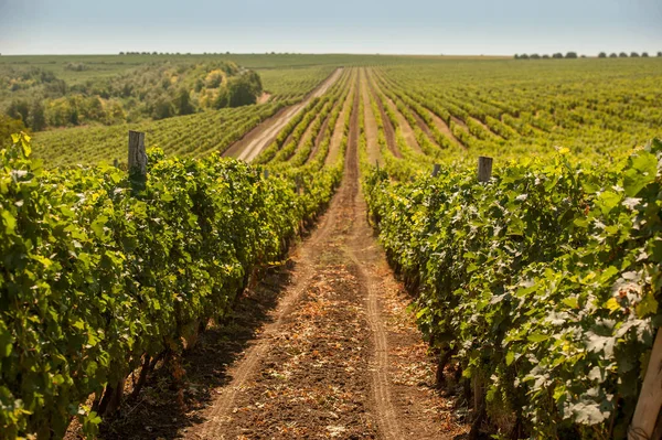 Bellissimo campo di uva — Foto Stock