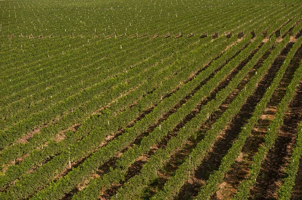 Belo campo de uva — Fotografia de Stock