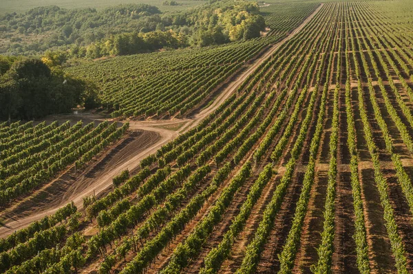 Gyönyörű szőlő mező — Stock Fotó