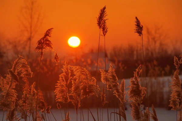 Um belo pôr do sol no lago com cana em primeiro plano — Fotografia de Stock