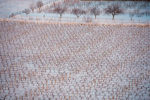 Grape fält i vinter — Stockfoto