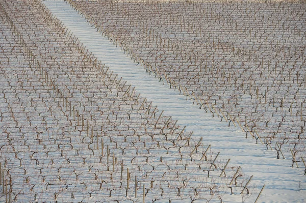 Grape fält i vinter — Stockfoto