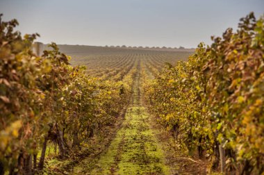 Gündoğumu, sonbahar üzüm bağları