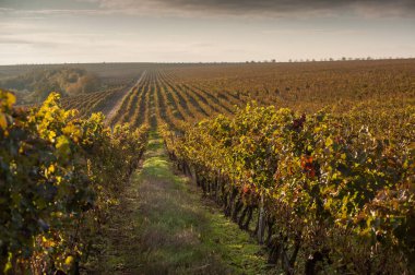 Mavi gökyüzü karşı sonbahar üzüm bağları