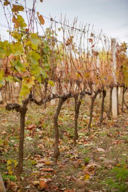 sonbahar üzüm alanları yer alıyor