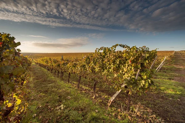 Herbstliche Weinberge vor blauem Himmel — Stockfoto