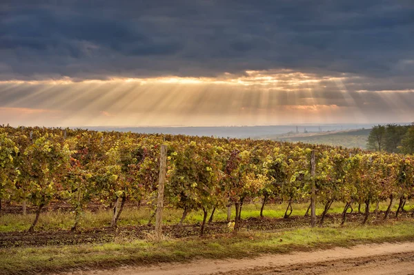 Vigneti autunnali contro il cielo blu — Foto Stock