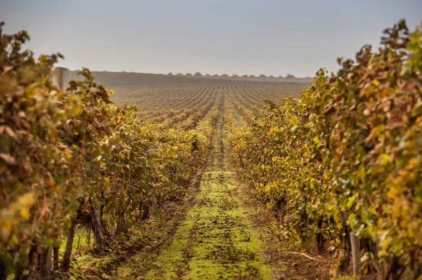 Hösten vingårdar på sunrise — Stockfoto