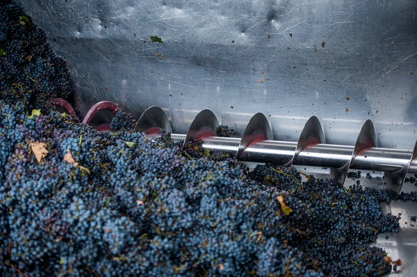 Procesamiento de uva en la máquina — Foto de Stock